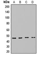 CPB / Carboxypeptidase B Antibody
