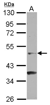 Polyclonal Rabbit anti-Human NR6A1 / GCNF Antibody (WB)