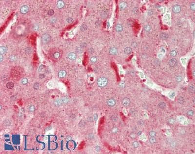 IHC-plus™ ALDH1L1 Antibody (clone 7G8)