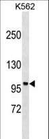 PPP1R9A / Neurabin 1 Antibody (aa455-484)