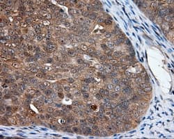 NPR3 Antibody (clone OTI4A1)