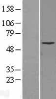 CYP2C8 Protein (Over-Expression Lysate Myc-DDK (Flag))