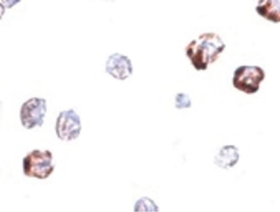 IHC-plus™ Polyclonal Rabbit anti-Human IRGC1 / CINEMA Antibody (IHC, IF, WB)