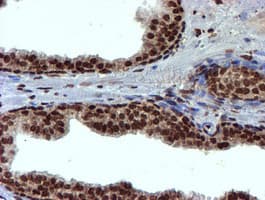 TOMM34 Antibody (clone OTI1G7, Carrier-free)