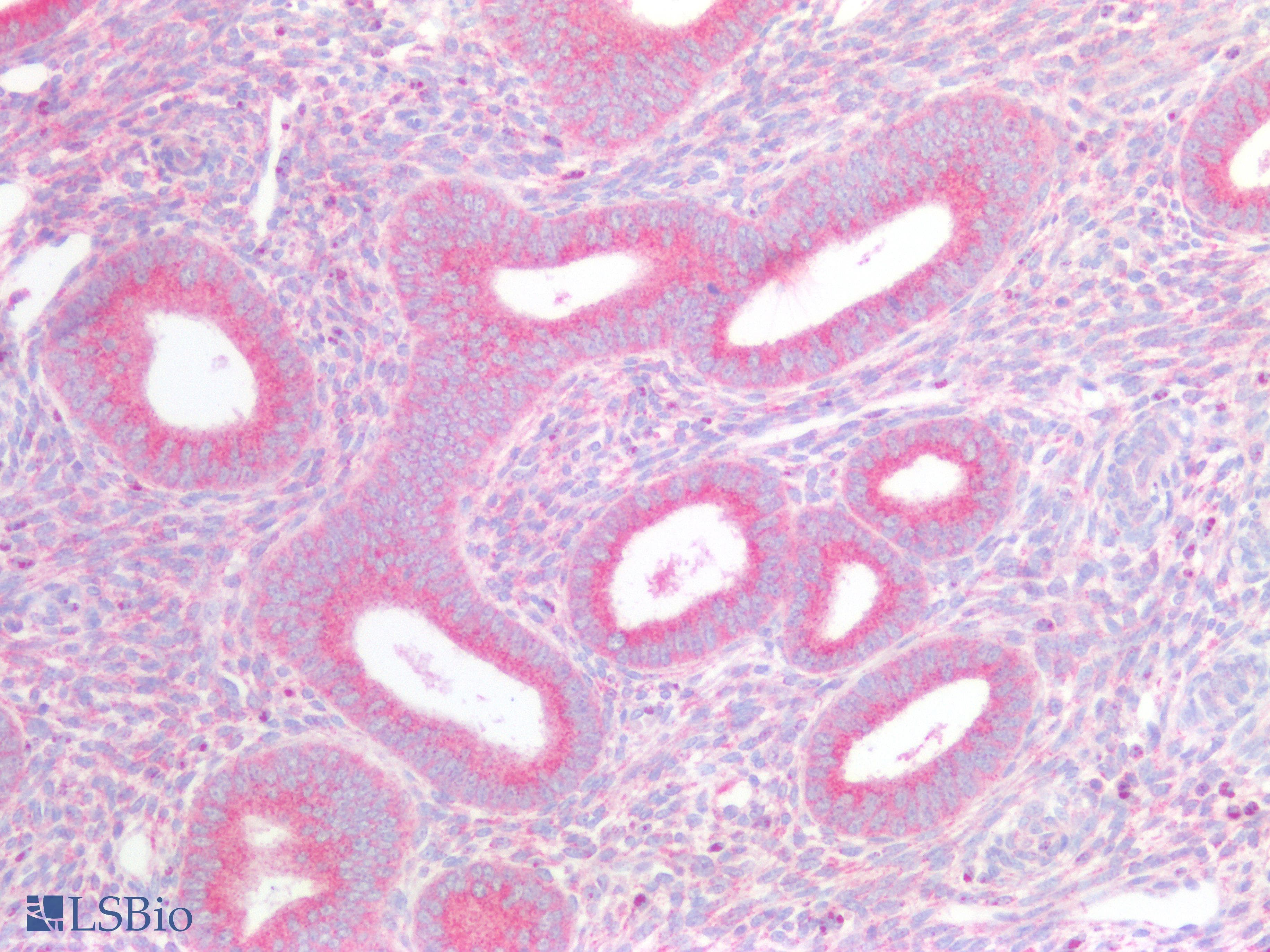 PathPlus™ PEX19 Antibody
