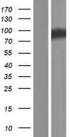 ADAM11 Protein (Over-Expression Lysate Myc-DDK (Flag))