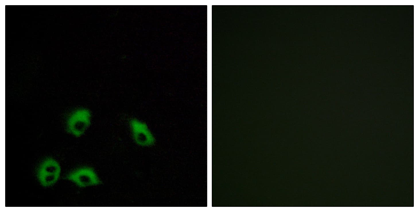 Polyclonal Rabbit anti-Human QRFPR / GPR103 Antibody (aa271-320, IF, WB)