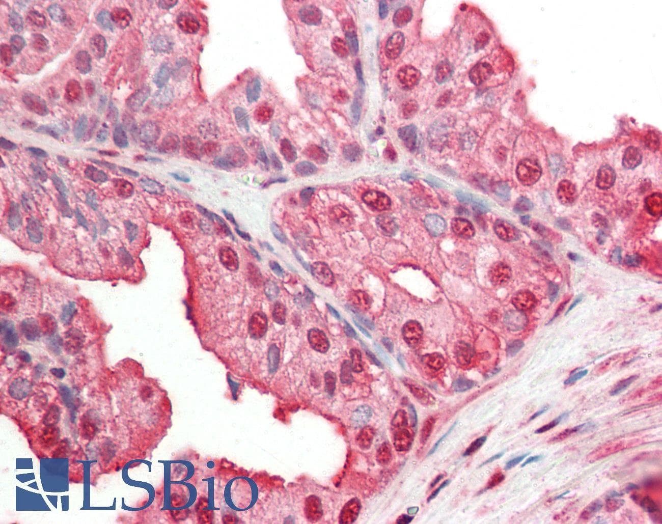 IHC-plus™ GAPDH Antibody (clone 4G5)