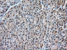 Monoclonal Mouse anti-Human C9orf41 Antibody (clone OTI4B7, IHC, IF, WB)