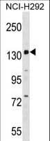 Polyclonal Rabbit anti-Human PER1 Antibody (aa1156-1183, WB)