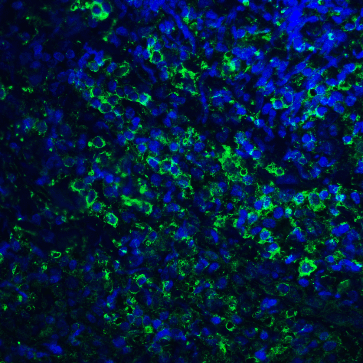 IHC-plus™ PD-L2 / PDCD1LG2 / CD273 Antibody (clone 4E10)