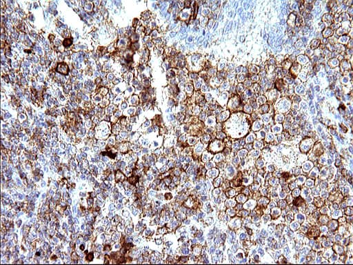 CD33 Antibody (clone OTI2C1)