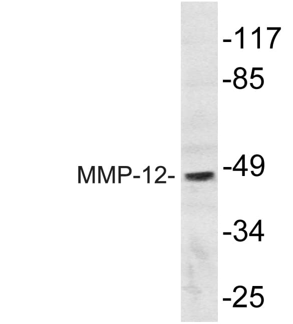 MMP12 Antibody (aa362-411)