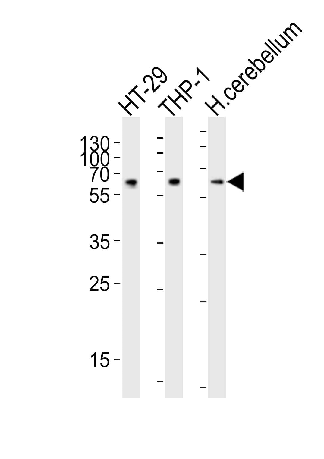 C6orf150 / MB21D1 Antibody (aa266-295)