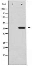 PDCD4 Antibody