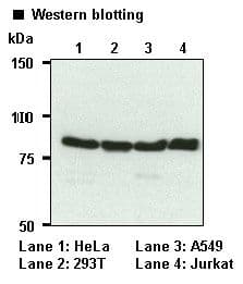 CANX / Calnexin Antibody (clone 4F10)