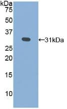 IHC-plus™ GLA / Alpha Galactosidase Antibody (aa147-371)