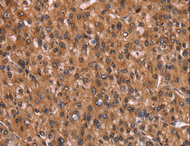 HINT / HINT1 Antibody