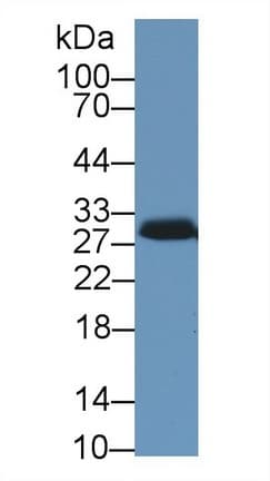 STAR Antibody (aa1-285, APC)