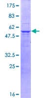 Human MPZ / P0 Protein (Recombinant GST)