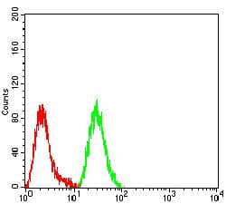 Monoclonal Mouse anti-Human SATB2 Antibody (clone 7B2C4, IHC, WB)