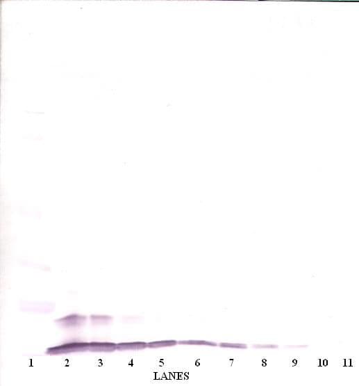 CCL4 / MIP-1 Beta Antibody