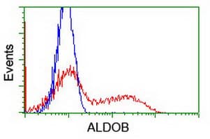 ALDOB Antibody (clone OTI3E10)