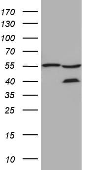 Monoclonal Mouse anti-Human ZFYVE1 / DFCP1 Antibody (clone OTI4B3, Carrier-free, aa1-308, IHC, WB)