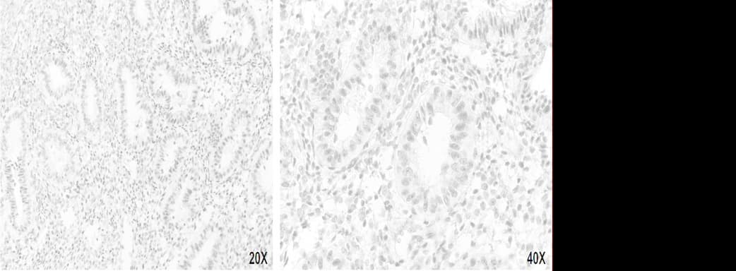 ERCC4 / XPF Antibody (clone UMAB20, Carrier-free)