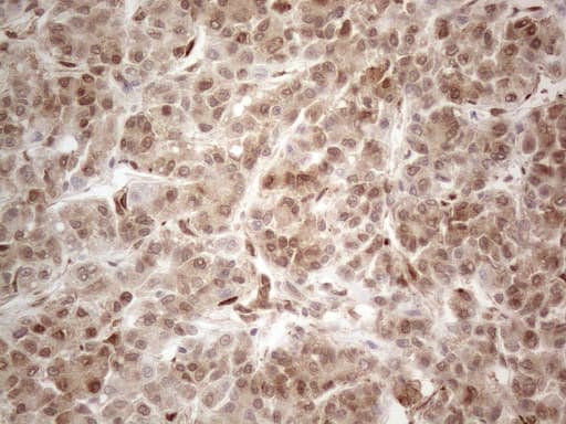 RBMS1 Antibody (clone OTI2H1, Carrier-free)