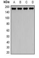 DCTN1 / Dynactin 1 Antibody