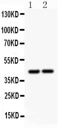 Polyclonal Rabbit anti-Mouse RUNX3 Antibody (aa186-205, WB)