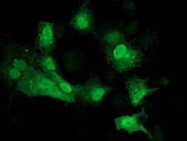 CDK2 Antibody (clone OTI2F10, Carrier-free)
