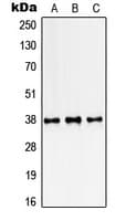 SSBP2 Antibody (N-Terminus)