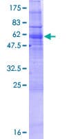 Human GIMAP2 Protein (Recombinant GST)