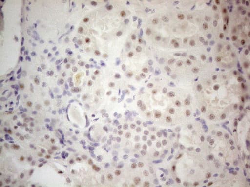 MALT1 Antibody (clone OTI3A2)