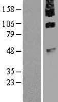 TMEM8B / NGX6 Protein (Over-Expression Lysate Myc-DDK (Flag))