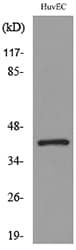 CXCR2 Antibody