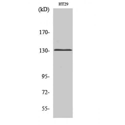 GRM5 / MGLUR5 Antibody (40-120 aa, N-terminal)