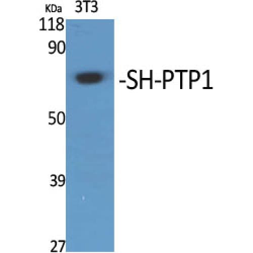 Polyclonal Rabbit anti-Human PTPN6 / SHP1 Antibody (500-580 aa, WB)