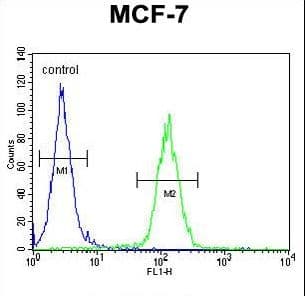 USF1 / USF Antibody (aa174-201)
