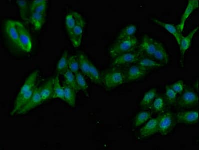 GIT1 Antibody