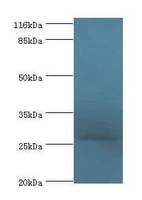 IZUMO4 Antibody (aa16-214, FITC)