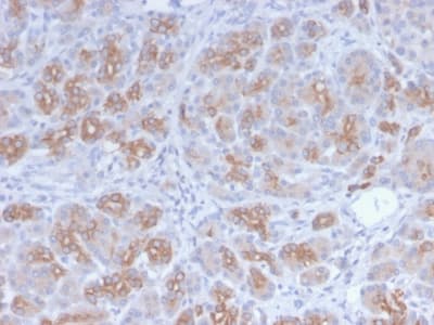 Golgi Zone Antibody (clone GLG1/2829R, Azide-free, Carrier-free)