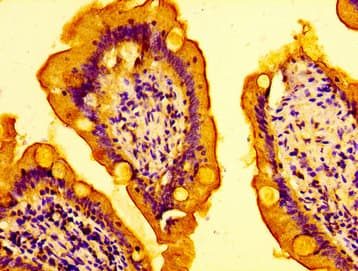 GP78 / AMFR Antibody