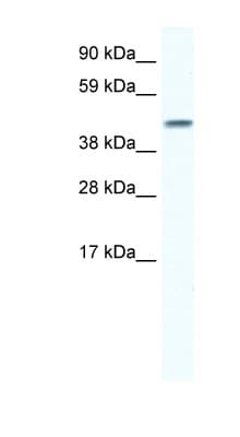 GJA5 / CX40 / Connexin 40 Antibody (aa86-135)