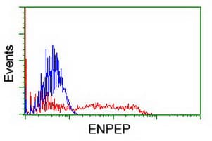 ENPEP / Aminopeptidase A Antibody (clone OTI1D6)
