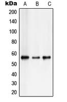 CBFA1 / RUNX2 Antibody (Internal)