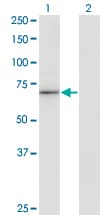 HLX1 / HLX Antibody (clone 1B9)