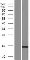Human MTFP1 Protein (Over-Expression Lysate Myc-DDK (Flag))